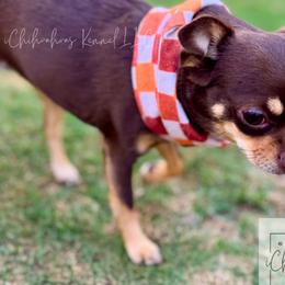 Moka - Chihuahua