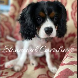 Cavalier King Charles Spaniel Puppies from Stonecoal Cavaliers