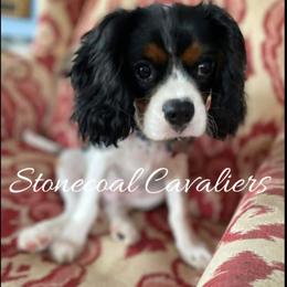 Cavalier King Charles Spaniel Puppies from Stonecoal Cavaliers