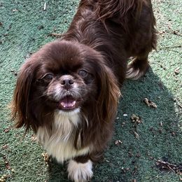 S'mores - Red female Pekingese puppy in Cumming, Georgia from Imperial Pekingese
