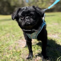 Fluffy Jack - Black Pug puppy in Florida from Premium Pugs