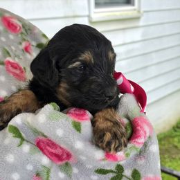 Aussiedoodle Puppies from Louisville Doodles