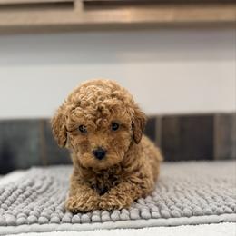 Frappe - Apricot female Maltipoo puppy in Tolono, Illinois from The Golden Rule Doodles