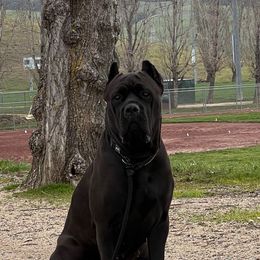 Vada - Cane Corso