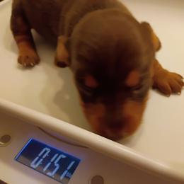 Miss Ava Valentine - Chocolate and tan female Dachshund puppy in Pahrump, Nevada from Heaven Sent Doxies