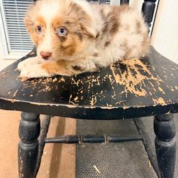 Teddy - Red merle male Australian Shepherd puppy in Cushing, Oklahoma from Little Pastures Australian Shepherds