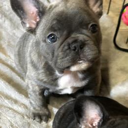 French Bulldog Puppies from Ponderosa Frenchies