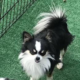 Waylon  - Chihuahua