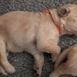 Golden Retriever Puppies from Goldens of Heritage Oaks