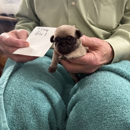 Tiny girl - Fawn female Pug puppy in Lexington, Alabama from Cook Grandy