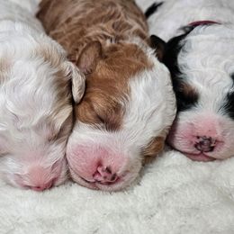 Ginger - Red female Bernedoodle puppy in Granton, Wisconsin from Rose River Farms