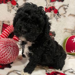 Mittens - Black and white female Cockapoo puppy in Atco, New Jersey from Flannery’s lucky pup’s🍀