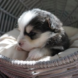 Pomsky Puppies from Arctic Star Pomskies