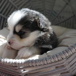 Pomsky Puppies from Arctic Star Pomskies
