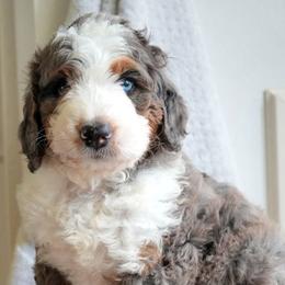 Tide - Merle male Bernedoodle puppy in Folsom, Louisiana from DoodlesFarmCo