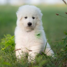 Piper - White male Maremma Sheepdog puppy in Conway, Missouri from 2J 2K Border Collies | Maremma Sheepdogs