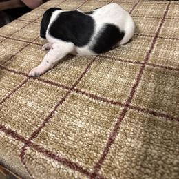 Purple - Black and white female German Shorthaired Pointer puppy in Wadena, Minnesota from Helmbrecht GSP's