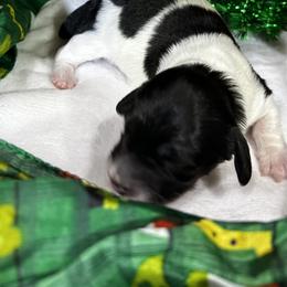 Oreo - Black and cream male Dachshund puppy in Sheridan, Arkansas from Farmhouse Dachshunds