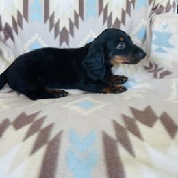 Boy 1 - Black and tan male Dachshund puppy in Oklahoma from DRB Dachshunds
