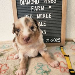 Yellow - Red merle female Australian Shepherd puppy in Camp Verde, Arizona from Diamond Pines Farm