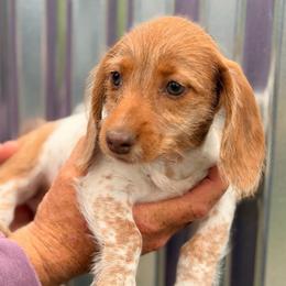 Girl 2 - Piebald female Dachshund puppy in Conway, Missouri from Ozark Mountain Kennel