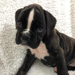 Boxer Puppies from Cimarron European Boxers