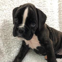 Boxer Puppies from Cimarron European Boxers