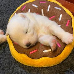 Samoyed Puppies from Velvet Sky Samoyeds (Puppies Due 3/26/22) Accepting applications now