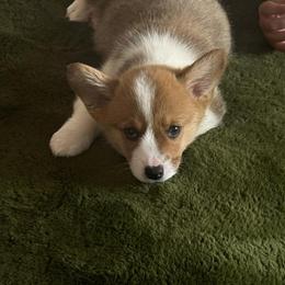 Pembroke Welsh Corgi Puppies from McGovern Family Corgis