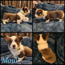 Pembroke Welsh Corgi Puppies from STR Corgis