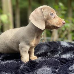 Dachshund Puppies from Doxie Dapples