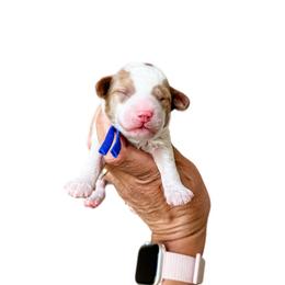 Princeton - Parti male Goldendoodle puppy in Pleasant Grove, Utah from Destination Doodles