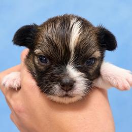 Harvest - Sable spotted white male Chihuahua puppy in Walker, Louisiana from Pupcup’s Crown Collection