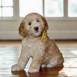 Trained Mini Labradoodle Puppy - Roo - Caramel female Australian Labradoodle puppy in Milton, North Carolina from Good Day Doodles
