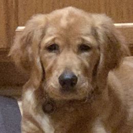 Golden Retriever Puppies from Graceful Goldens