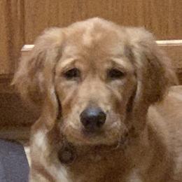 Golden Retriever Puppies from Graceful Goldens
