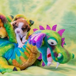 Samba - Sporty Mix puppy in Burnsville, Minnesota from Puzzle Dogs