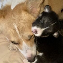 Pembroke Welsh Corgi Puppies from Campbell Ranch Corgis