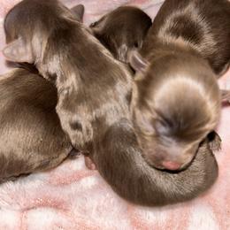 Yorkshire Terrier puppies from SaintNicksWay
