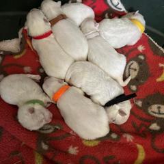 Japanese Spitz Puppies from IMag Japanese Spitz