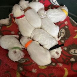 Japanese Spitz Puppies from IMag Japanese Spitz