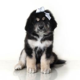 Girl 6 - female Tibetan Mastiff puppy in Illinois from Adynasty Tibetan Mastiffs