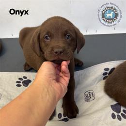 Onyx - Chocolate male Labrador Retriever puppy in Elloree, South Carolina from Moonlight Kennels LLC