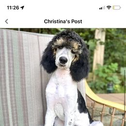 Poodle All Grown Up from Apricity Poodles