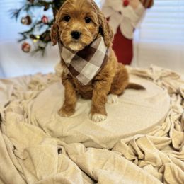 Goldendoodle Puppies from Duck River Goldendoodles