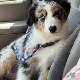 Blue girl 4 - Blue merle female Australian Shepherd puppy in Terrebonne, Oregon from Storybrooke Australian Shepherds