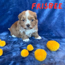 Frisbee (Lucky's Catch Me If You Can) - Red male Havanese puppy in Fielding, Utah from LUCKY HAVANESE