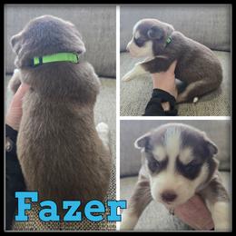 Fazer - Red and white male Siberian Husky puppy in Wheeler, Michigan from Haase Family Kennels