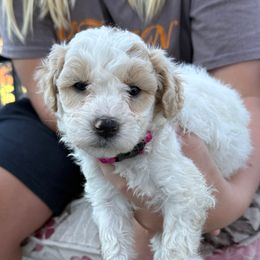 Goodness - Yellow and white female Bernedoodle puppy in Hays, Kansas from Pine Street doodles