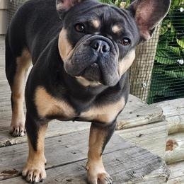 Lola - French Bulldog